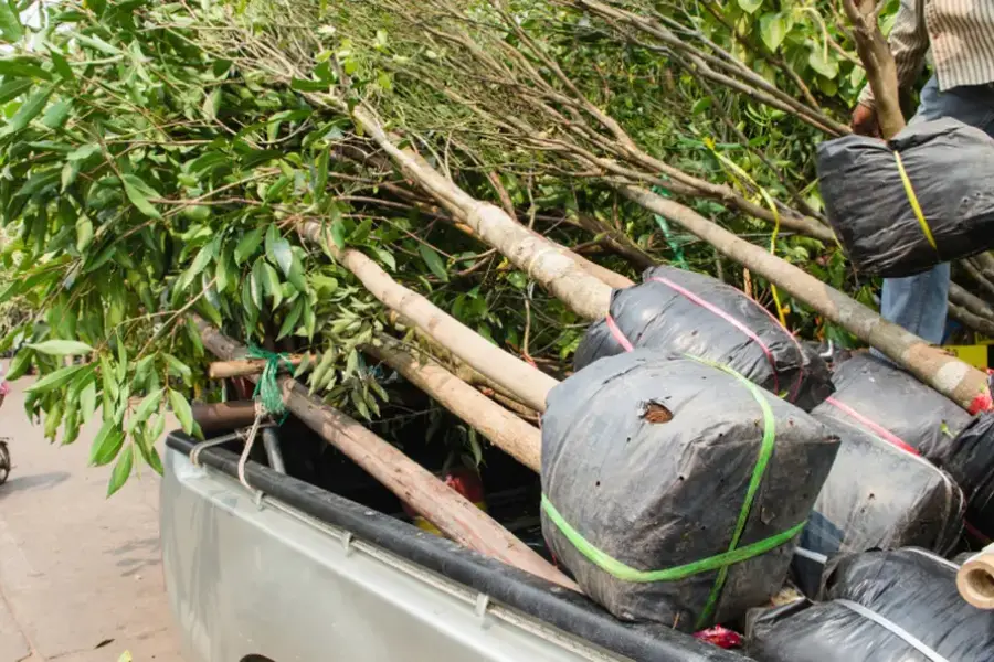 Affordable Tree Planting Services Sarasota, FL Affordable Tree Planting Services Sarasota, FL