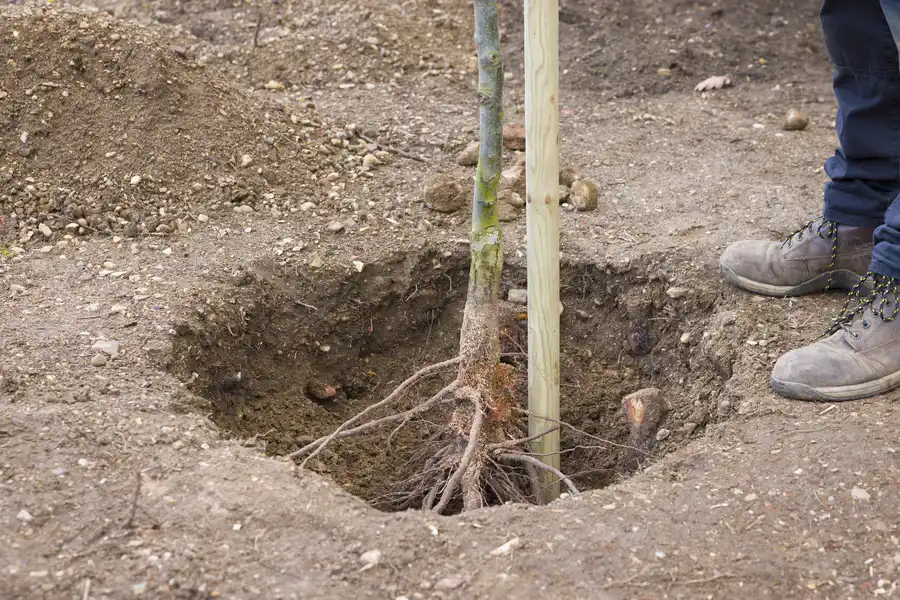 Experienced Tree Transplanting Sarasota, FL Experienced Tree Transplanting Sarasota, FL