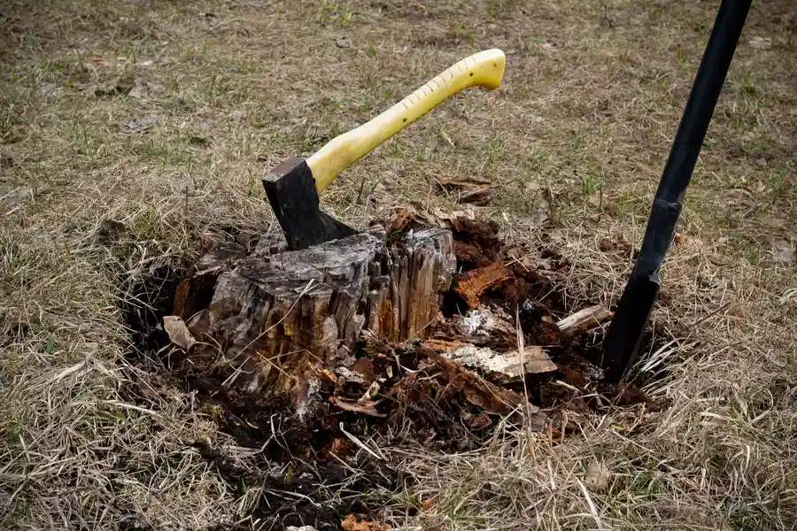 How Tree Stump Removal Improves Landscape Aesthetics Sarasota, FL How Tree Stump Removal Improves Landscape Aesthetics Sarasota, FL