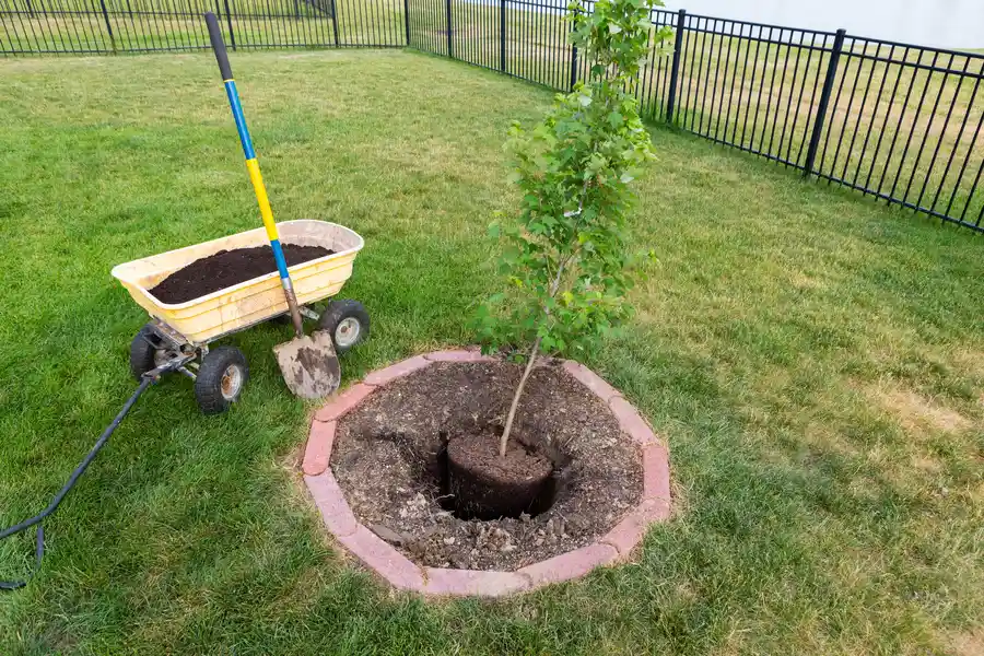 Local Tree Transplanting Sarasota, FL Local Tree Transplanting Sarasota, FL