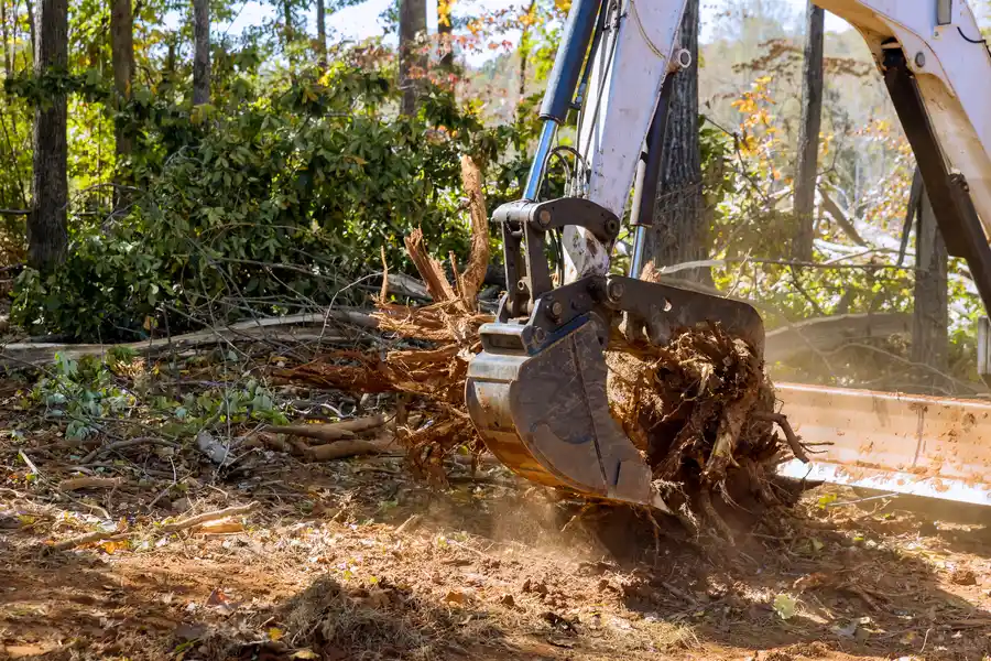 Professional Tree Stump Removal Sarasota, FL Professional Tree Stump Removal Sarasota, FL