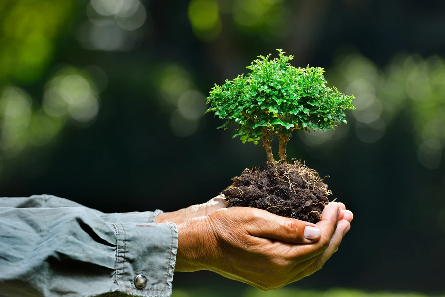 Quality Tree Planting Services Sarasota, FL Quality Tree Planting Services Sarasota, FL