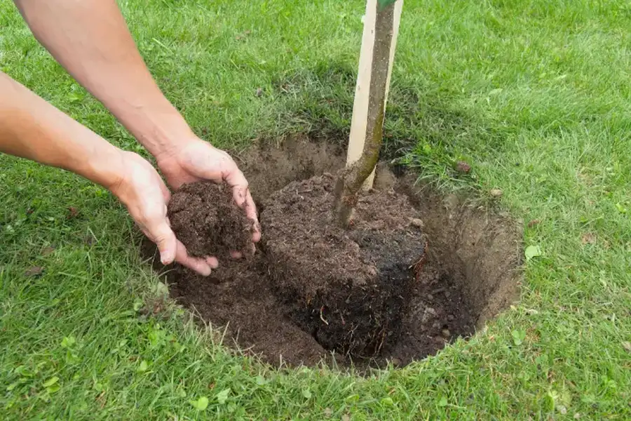 Superior Tree Planting Services Sarasota, FL Superior Tree Planting Services Sarasota, FL