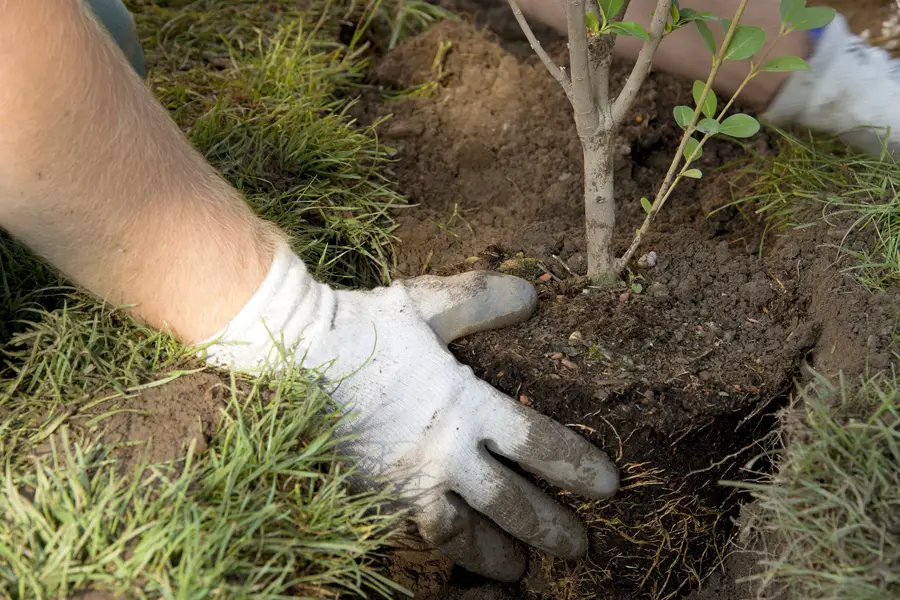 The Importance Of Choosing The Right Location For Tree Planting Sarasota, FL The Importance Of Choosing The Right Location For Tree Planting Sarasota, FL