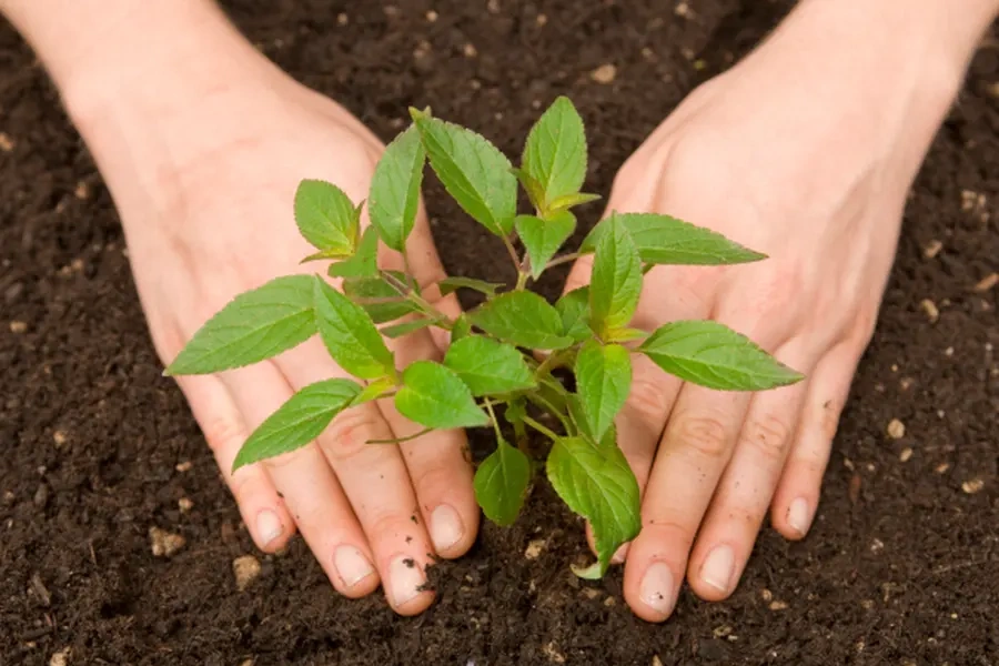 The Importance Of Choosing The Right Location For Tree Planting in Sarasota, FL The Importance Of Choosing The Right Location For Tree Planting in Sarasota, FL